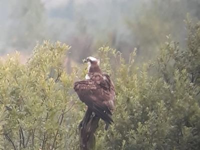 Autumn Migration Begins