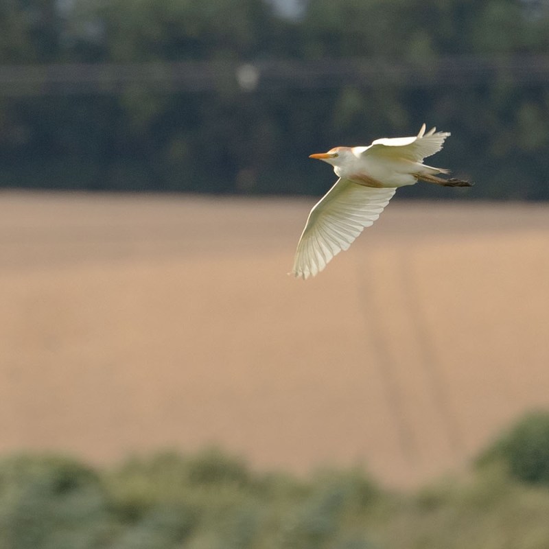 The Return of the Cattle Egret